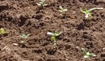 انجام فعالیت‌های پژوهشی روزانه و کاشت گل به یاد شهدا