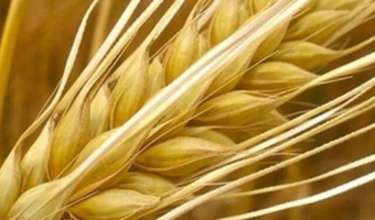 برگزاری مزایده فروش 90 تن جو