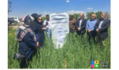 برگزاری دوره آموزشی با موضوع " کنترل سن و شته در مزارع غلات " در مدیریت جهاد کشاورزی شهرستان قدس
