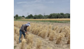 برداشت هزارخوشه غلات در مزرعه پژوهشی ایستگاه مرکزی