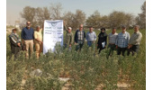 برگزاری روز مزرعه کینوا در شهر قدس