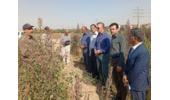برگزاری روز مزرعه کینوا ( در ایستگاه تحقیقاتی مرکزی مرکز تحقیقات کشاورزی استان تهران )