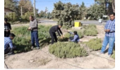 آماده سازی و بهره برداری هنرجویان هنرستان از گلخانه های مستقر در مرکز