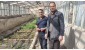 رسیدگی مستمر و روزانه به مزارع و گلخانه های هنرستان کشاورزی مستقر در مرکز