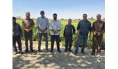 آغاز برداشت محصول قصیل جو در ایستگاه مرکزی