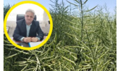 تغذیه تلفیقی گیاه؛ راهکاری عملیاتی برای غلبه بر تنش خشکی در مزارع تهران