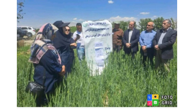 برگزاری دوره آموزشی با موضوع " کنترل سن و شته در مزارع غلات " در مدیریت جهاد کشاورزی شهرستان قدس