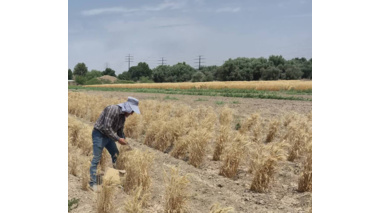 برداشت هزارخوشه غلات در مزرعه پژوهشی ایستگاه مرکزی