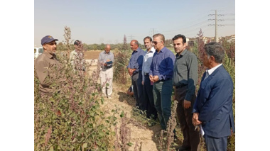 برگزاری روز مزرعه کینوا ( در ایستگاه تحقیقاتی مرکزی مرکز تحقیقات کشاورزی استان تهران )