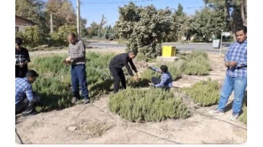 آماده سازی و بهره برداری هنرجویان هنرستان از گلخانه های مستقر در مرکز