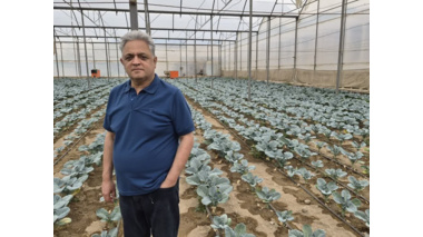 بازدید از گلخانه کلم بروکلی مستقر در مرکز