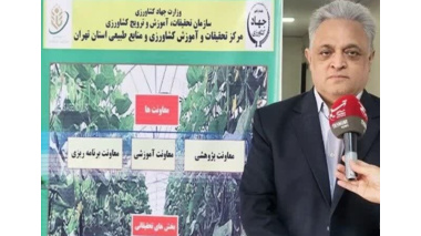 ایجاد مزارع الگویی در استان تهران با هدف انتقال دانش فنی، ارتقای بهره‌وری و افزایش تولید آغاز شد.