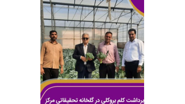 آغاز برداشت کلم بروکلی در گلخانه تحقیقاتی مرکز