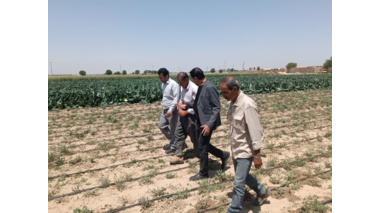برگزاری روز مزرعه با موضوع: ترویج کشت کم‌آب در ورامین؛ آنغوزه و زیره سبز