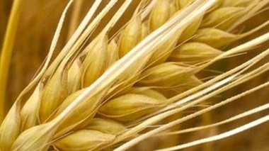 برگزاری مزایده فروش 90 تن جو